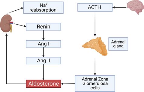 Afbeeldingsresultaten voor Aldosterone