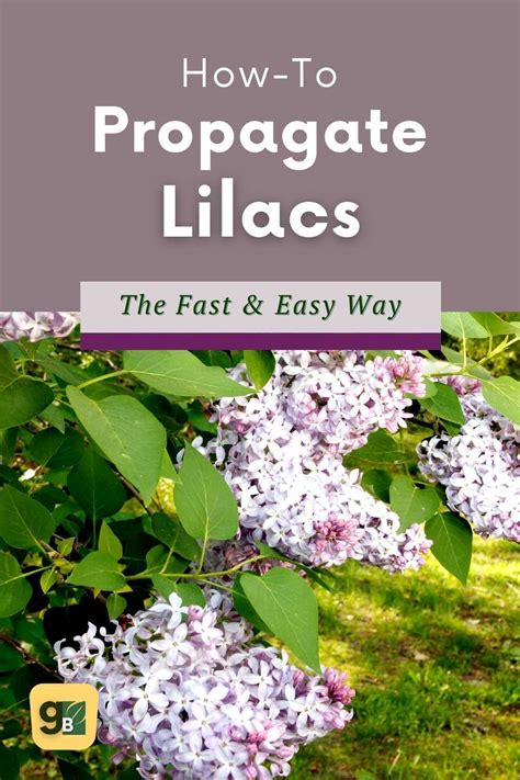 How to Propagate Lilacs: A Step-by-Step Guide