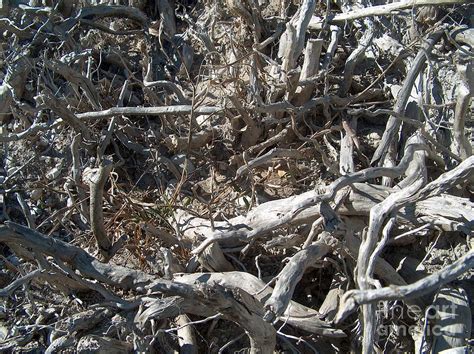 Image result for Cedar Tree Root System