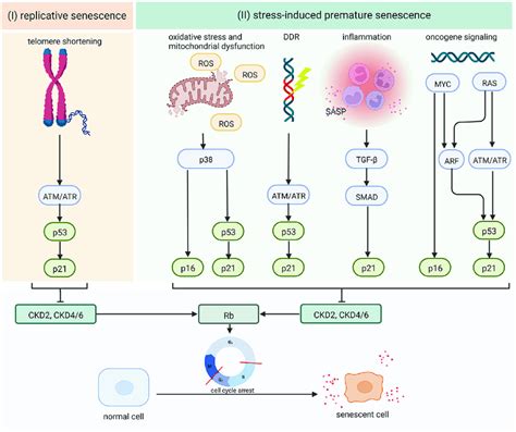 Image result for Senescence Pathways