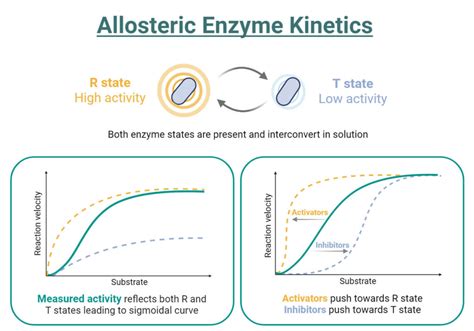 Image result for Sequential Model of Allosteric Enzyme Animation