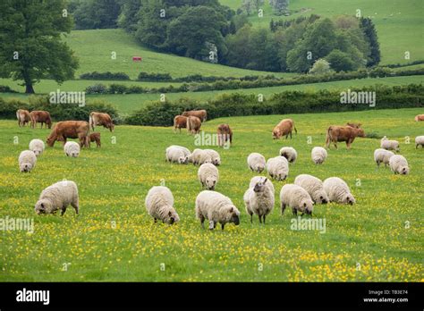 Afbeeldingsresultaten voor Sheep Cattle in Field