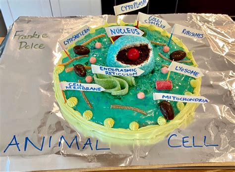 Image result for How to Make a Cytoskeleton Project