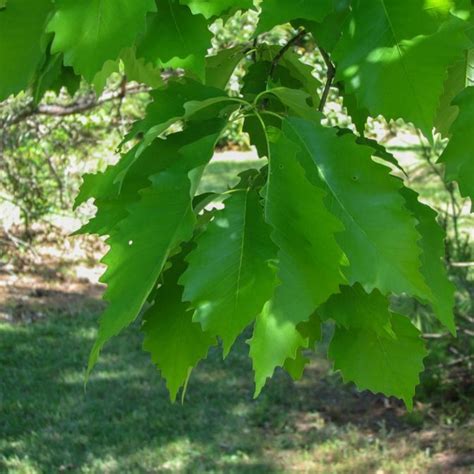 Toradh íomhá ar Chinkapin Oak Tree Autumn Color