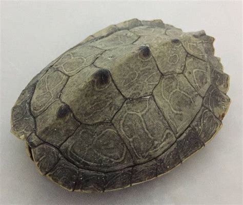 Map Turtle Shell に対する画像結果