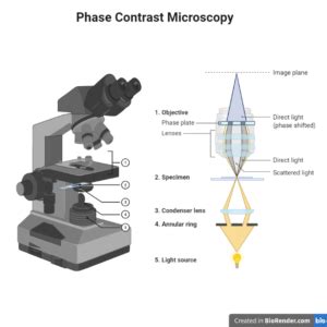 Toradh íomhá ar Phase Contrast Microscope Alignment Chart