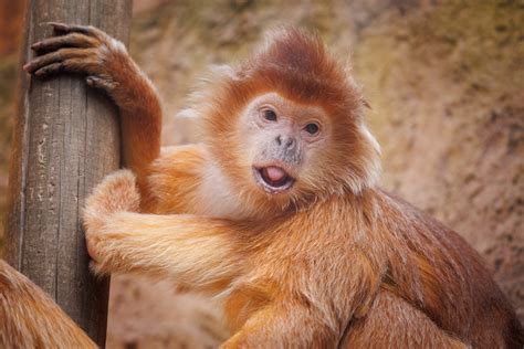 De Java に対する画像結果