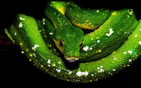 Toradh íomhá ar Wallpaper for Double Screens Python Code