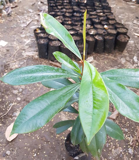 Toradh íomhá ar Diospyros