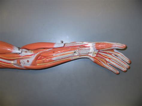 Image result for Arm Models