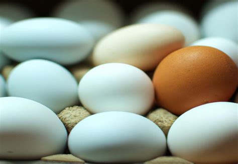 Prepare Python Eggs-க்கான படிம முடிவு