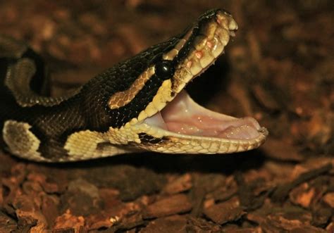 Image result for Teeth Ball Python