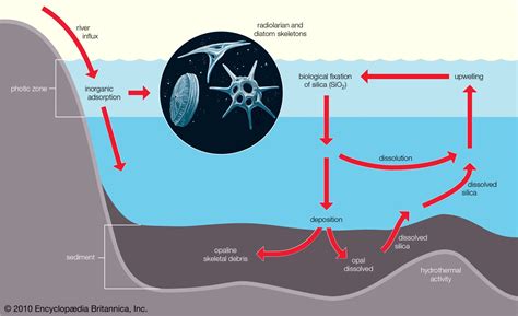 Image result for Shell Formation Process Sea