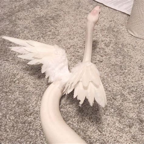 Image result for Pet White Python