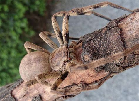 Image result for Huntsman Spider Arizona