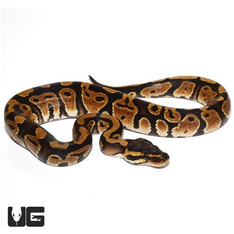 Image result for Baby Ball Python with Attitude