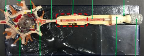 Image result for LAN LED Multipolar Neuron