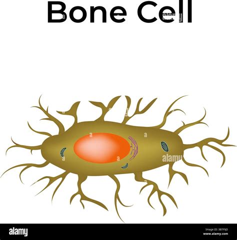 What Is a Bone Cell に対する画像結果