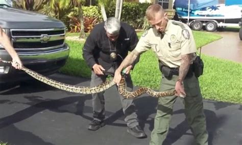 Image result for Man Wrestles Python