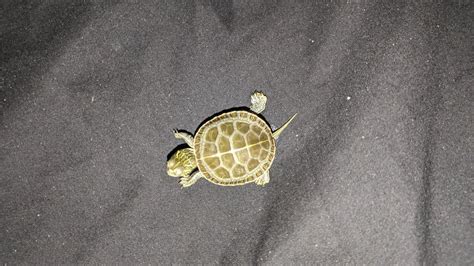 Image result for Bumpy Painted Turtle Shell