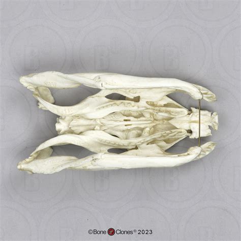 Python Skull Muscle Anatomy に対する画像結果