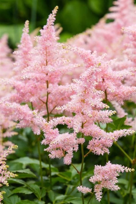 Image result for Astilbe Bulb