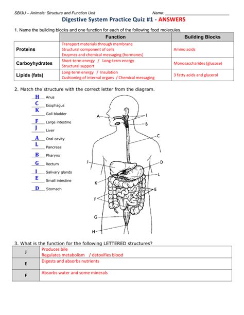 Digestive System Basic Diagram Answer Key에 대한 이미지 결과