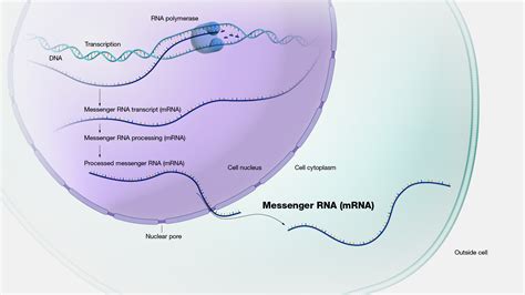 Image result for mRNA Diagram Labelled Codon