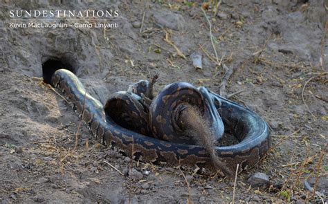 Afbeeldingsresultaten voor Scary Rock Python