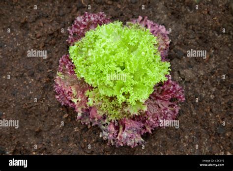 Image result for Curly Endive Lettuce