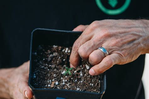 Image result for Autoflower Grow Tips