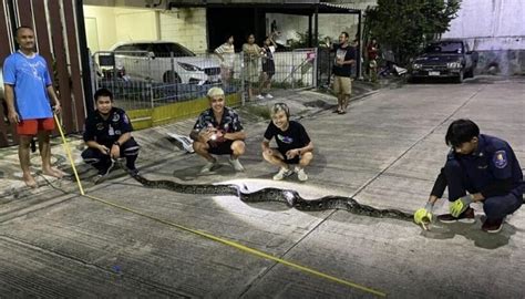 Image result for Giant Thai Python