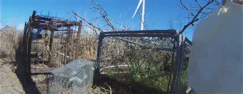 Image result for How to Release a Trapped Animal