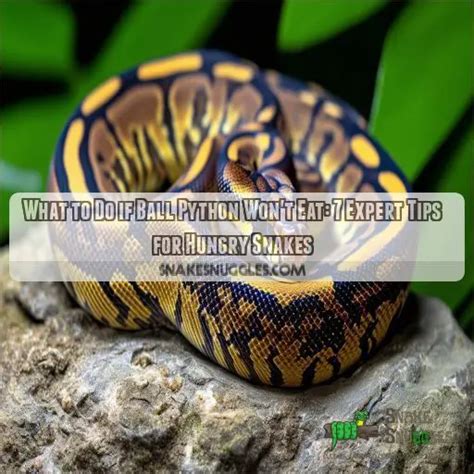 Image result for Ball Python Hungry
