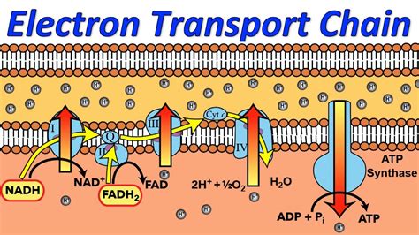 Visual Representation of Electron Transport Chain に対する画像結果