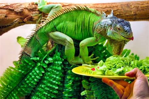 Image result for Do Pythons Eat Iguanas