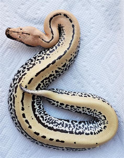 Image result for Pixel Blood Python