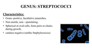 Image result for Strep Gram-positive
