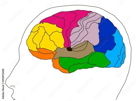 Image result for Paintable Brain Map Broadman's Python