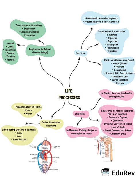 Class 10 Life Processes Diagram Based Question に対する画像結果