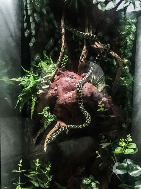 Image result for Diamond Python Enclosure