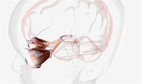 Toradh íomhá ar Visual Cortex Max Olujobi