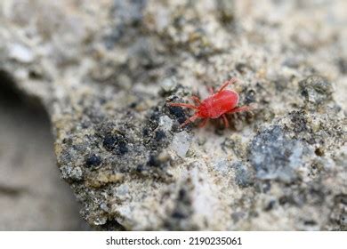 Image result for Tiny Red Spiders in WA