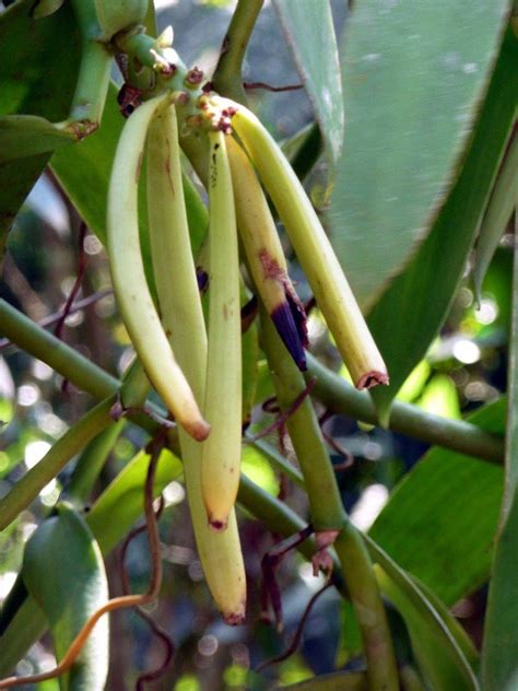 Image result for Growing Vanilla Beans