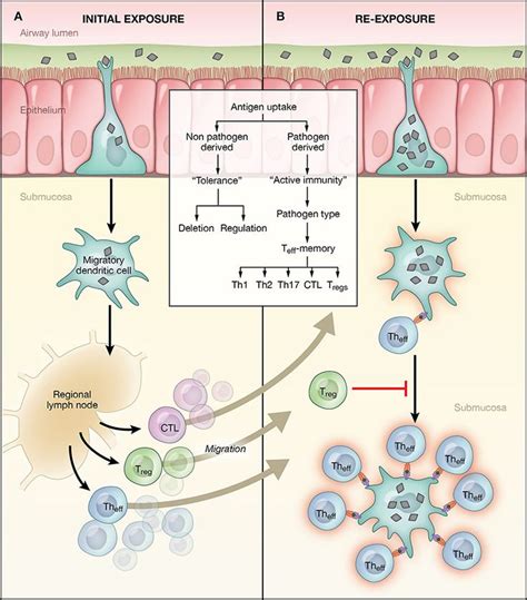 Image result for Asthma Pathophysiology Novartis