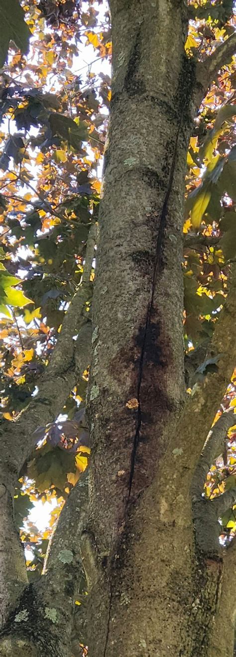 Image result for Red Maple Tree Bark Problems