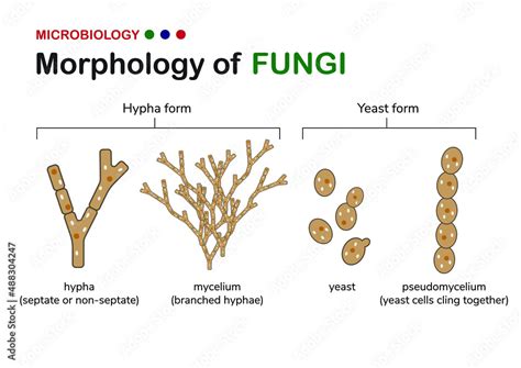 Diagram of Different Types of Fungi に対する画像結果