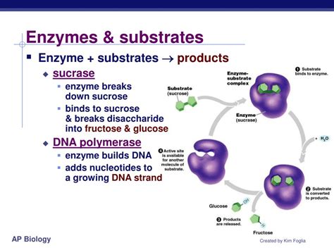 Afbeeldingsresultaten voor Sucrase Enzyme Structure