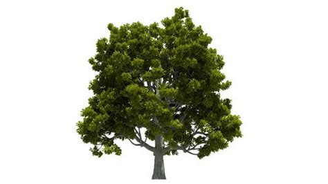 תוצאת תמונה עבור Tree Vector Drawing