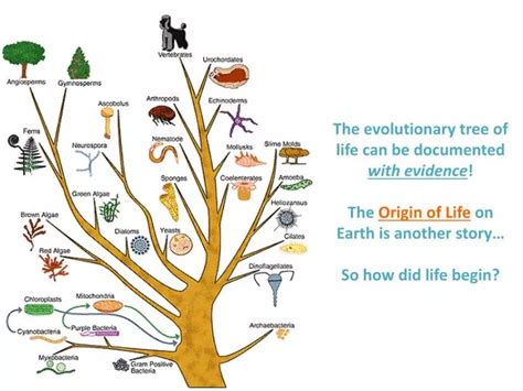 Image result for Biological Evolution Tree